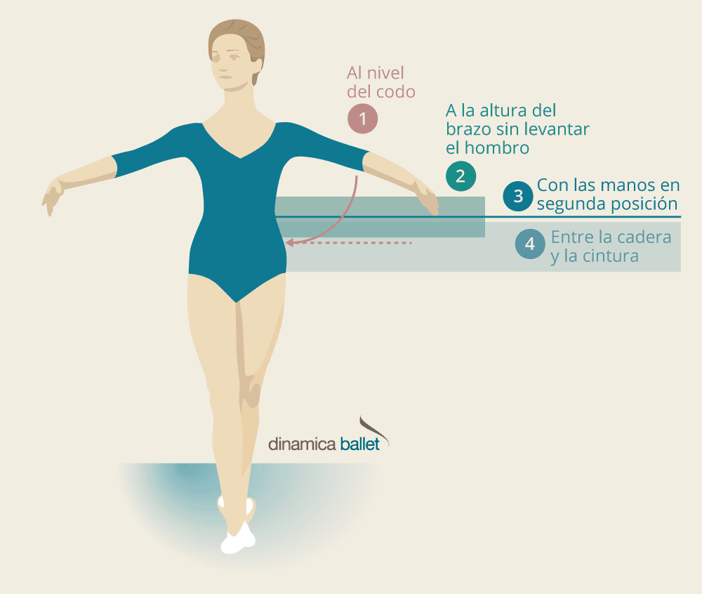 frío lema Rico Qué altura debe tener una barra de ballet? | Dinamica Ballet